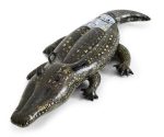 Crocodile Swimming Pool - Image 5